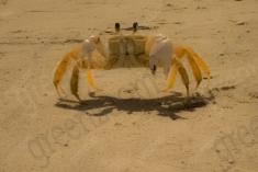 Siri 4 <em>(2494)</em>