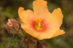 Flor 269 <em>(2503)</em>