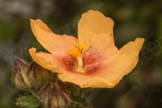 Flor 270 <em>(2504)</em>