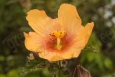 Flor 271 <em>(2505)</em>