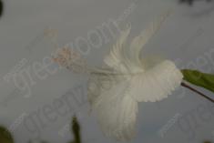 Flor 272 <em>(2506)</em>