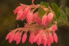 Flor 273 <em>(2507)</em>