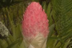 Flor 274 <em>(2508)</em>