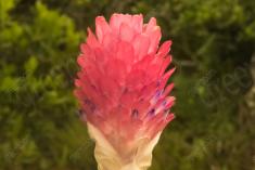 Flor 275 <em>(2509)</em>