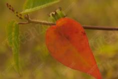 Folha 1 <em>(2510)</em>