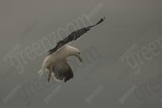 Gaivota 3 <em>(2512)</em>