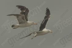 Gaivota 4 <em>(2513)</em>