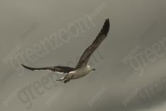 Gaivota 5 <em>(2514)</em>