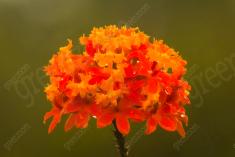 Flor 276 <em>(2516)</em>