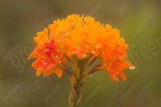 Flor 277 <em>(2517)</em>