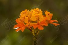 Flor 278 <em>(2518)</em>