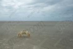 Siri 5 <em>(2521)</em>