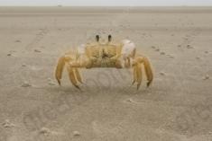 Siri 6 <em>(2522)</em>