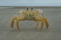 Siri 7 <em>(2523)</em>