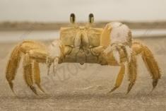 Siri 8 <em>(2524)</em>