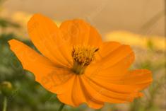 Flor 279 <em>(2539)</em>