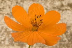 Flor 280 <em>(2540)</em>