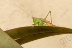 Gafanhoto 3 <em>(2541)</em>