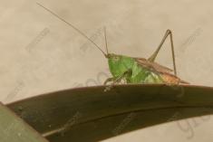 Gafanhoto 4 <em>(2542)</em>