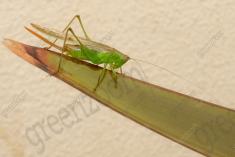 Gafanhoto 5 <em>(2543)</em>