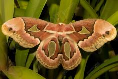 Mariposa 56 <em>(2544)</em>