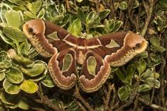 Mariposa 57 <em>(2545)</em>