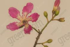 Flor 281 <em>(2546)</em>