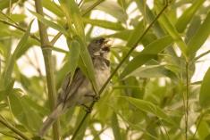 Coleirinho 5 <em>(2547)</em>