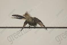 Anu Branco 2 <em>(2550)</em>