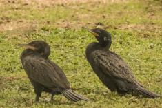 Biguá 5 <em>(2551)</em>