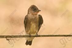 Andorinha 1 <em>(2552)</em>