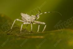 Inseto 197 <em>(2553)</em>