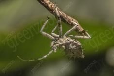 Inseto 198 <em>(2554)</em>