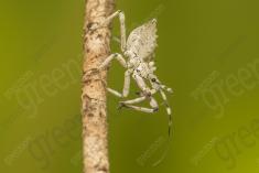 Inseto 199 <em>(2555)</em>