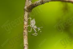 Inseto 200 <em>(2556)</em>