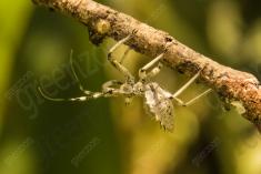 Inseto 201 <em>(2557)</em>