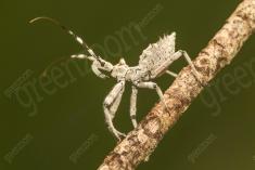 Inseto 202 <em>(2558)</em>