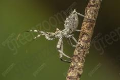 Inseto 203 <em>(2559)</em>