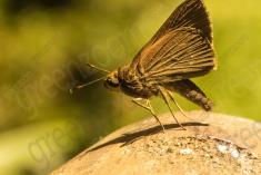 Mariposa 58 <em>(2560)</em>