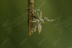 Inseto 204 <em>(2561)</em>