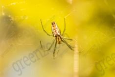 Aranha 68 <em>(2563)</em>