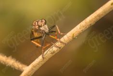 Inseto 205 <em>(2564)</em>