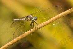 Libelula 80 <em>(2565)</em>