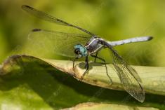 Libelula 81 <em>(2566)</em>