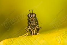 Inseto 206 <em>(2568)</em>