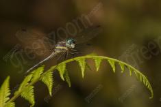 Libelula 83 <em>(2569)</em>