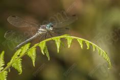 Libelula 84 <em>(2570)</em>