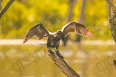 Biguá 6 <em>(2572)</em>