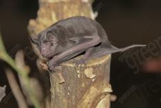 Morcego 1 <em>(2573)</em>