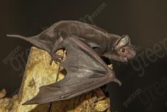 Morcego 2 <em>(2574)</em>